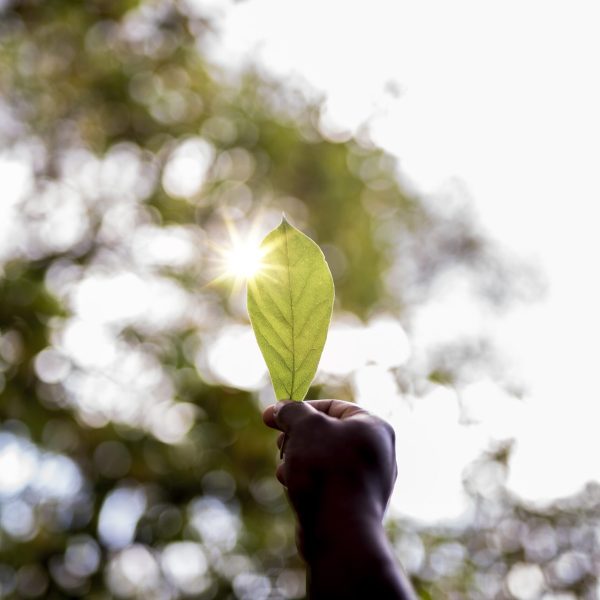 A closeup shot of a male's hand holding a green leaf with a blurred background